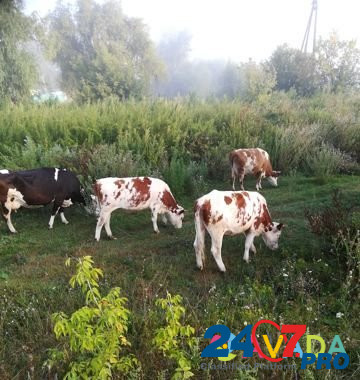 Коровы Biysk - photo 4