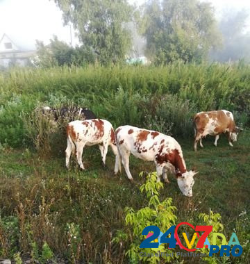 Коровы Biysk - photo 3