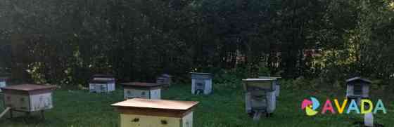 Продам 12 пчелиных семей Volosovo