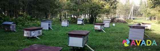 Продам 12 пчелиных семей Volosovo