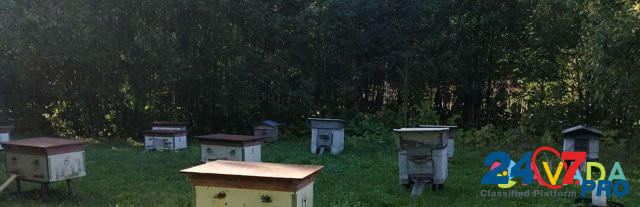 Продам 12 пчелиных семей Volosovo - photo 1