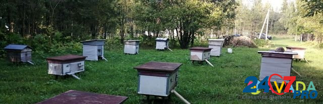 Продам 12 пчелиных семей Volosovo - photo 3