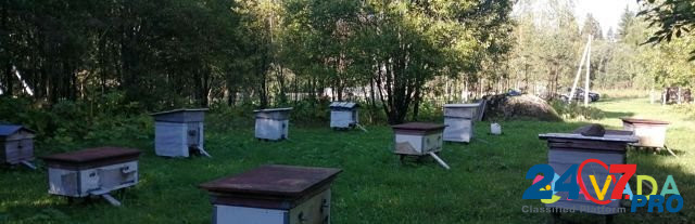 Продам 12 пчелиных семей Volosovo - photo 2