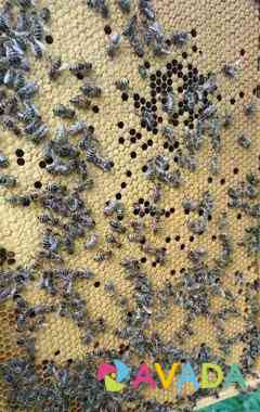 Пчеломатки, пчелы карпатка Istra