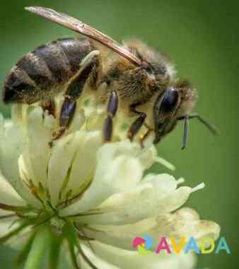 Пчеломатки, пчелы карпатка Istra