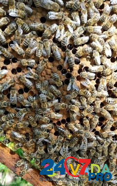 Пчеломатки, пчелы карпатка Istra - photo 4