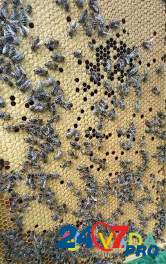Пчеломатки, пчелы карпатка Istra - photo 3