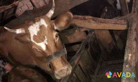 Корова с телёнком Karachayevsk
