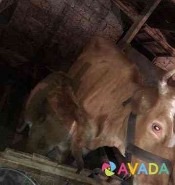 Корова с телёнком Карачаевск