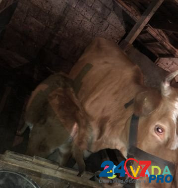 Корова с телёнком Karachayevsk - photo 4