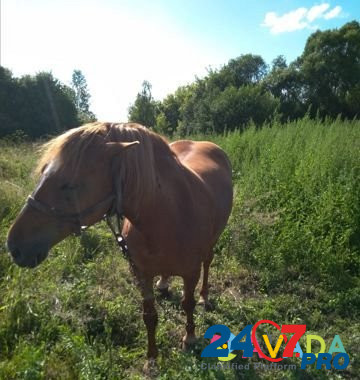 Лошадь Unecha - photo 5