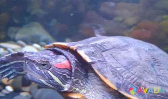 Красноухая черепаха Naro-Fominsk