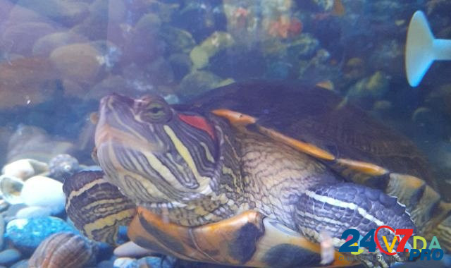 Красноухая черепаха Naro-Fominsk - photo 2