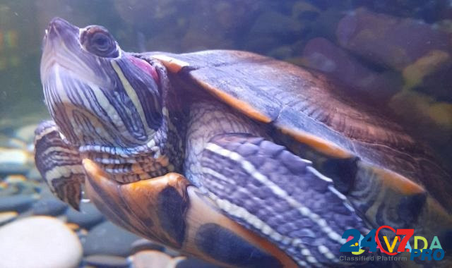 Красноухая черепаха Naro-Fominsk - photo 4