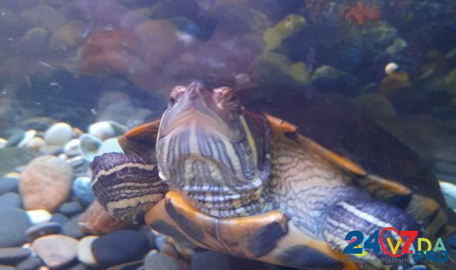 Красноухая черепаха Naro-Fominsk - photo 3
