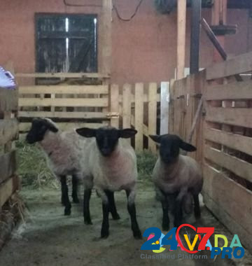 Бараны и овцы Цвартблес, Суффолк, Дорпер Istra - photo 1