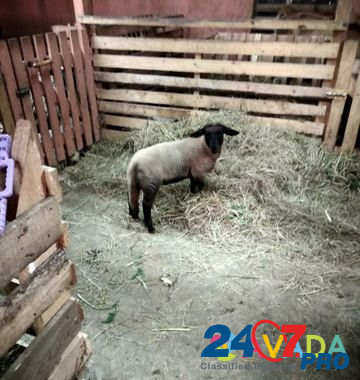 Бараны и овцы Цвартблес, Суффолк, Дорпер Istra - photo 2