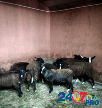 Бараны и овцы Цвартблес, Суффолк, Дорпер Istra - photo 5