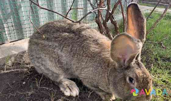 Кролики породы "Фландр" Lipetsk
