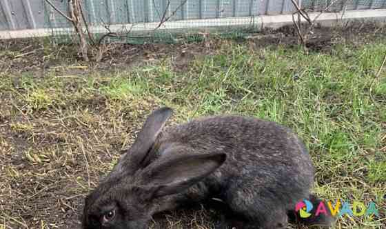 Кролики породы "Фландр" Lipetsk