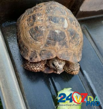 Черепаха Орехово-Зуево - изображение 3