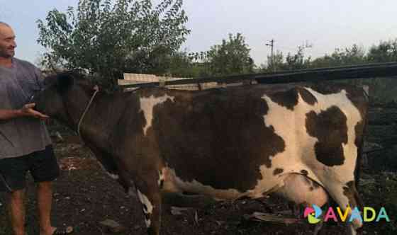 Корова Ponezhukay