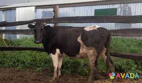 Продается стельная корова Bol'shaya Atnya