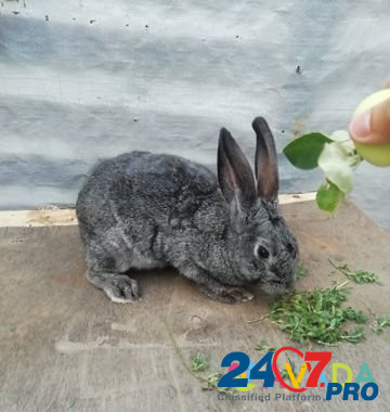 Кролик Frolovo - photo 2