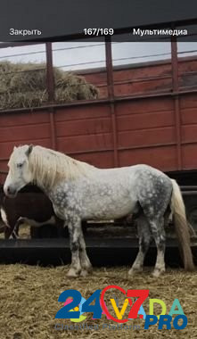 Конь Ilovlya - photo 1