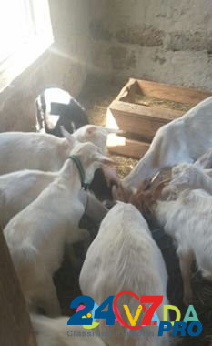 Козлы,козы,куры,голуби Rostov-na-Donu - photo 7