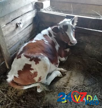 Коровы,тёлка Богучар - изображение 1