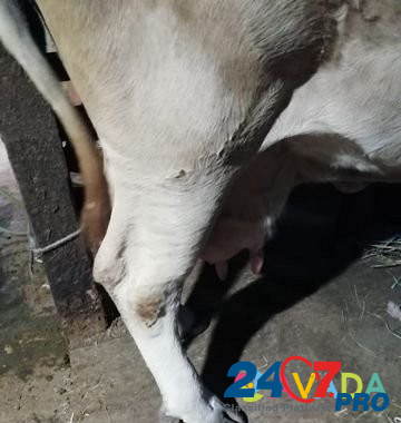 Коровы,тёлка Богучар - изображение 7