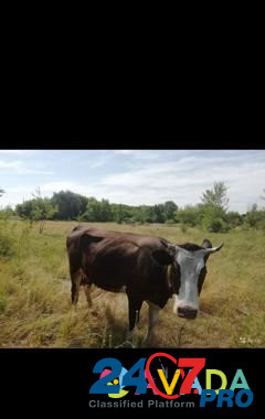 Коровы,тёлка Boguchar - photo 3