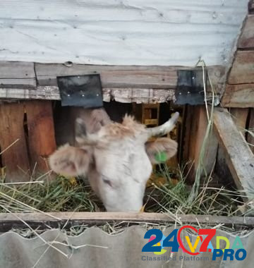Коровы,тёлка Богучар - изображение 5