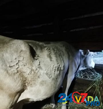 Коровы,тёлка Богучар - изображение 4