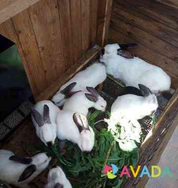 Кролики Белгород