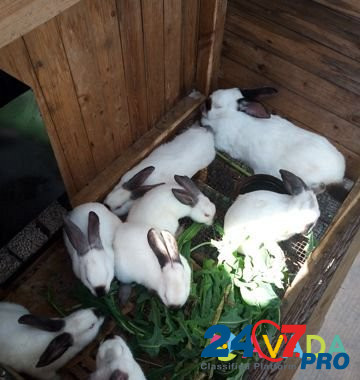 Кролики Belgorod - photo 1