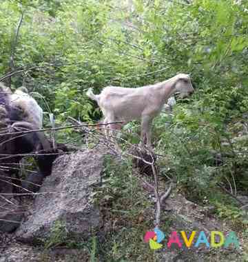 Козлик ищет козочку для вязки Saratov