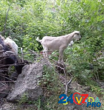 Козлик ищет козочку для вязки Saratov - photo 1