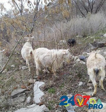 Козлик ищет козочку для вязки Saratov - photo 2