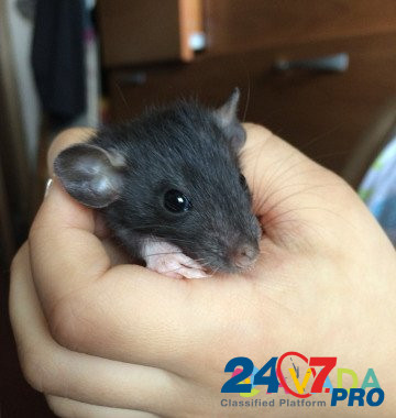 Ручные крысята Serov - photo 5
