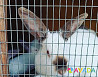 Кролики Rostov-na-Donu