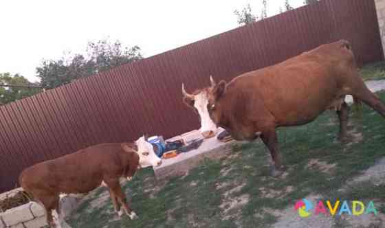 Корова и тёлка Сагопши
