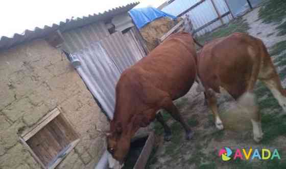 Корова и тёлка Sagopshi