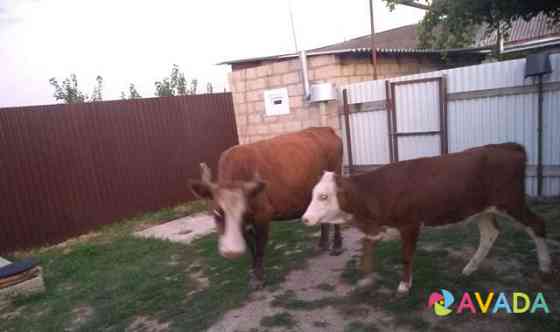 Корова и тёлка Сагопши