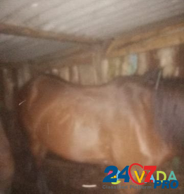 Лошадь Москаленки - изображение 2