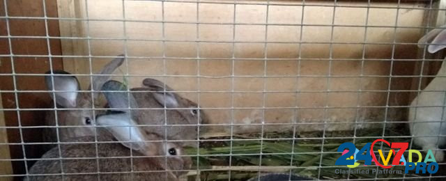Кролики обычные Кевсала - изображение 3