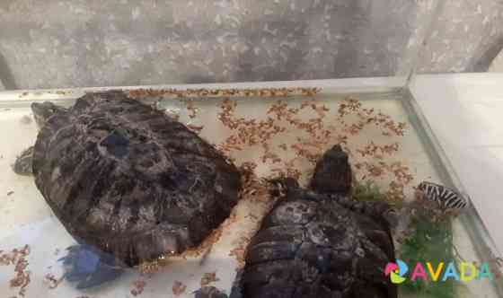 Продам красноухих черепах Volchansk