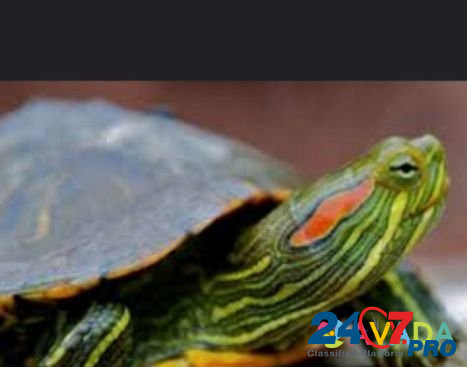 Продам красноухих черепах Volchansk - photo 1