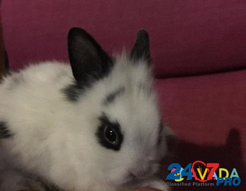 Кролик карликовый Stantsiya Balashikha - photo 3